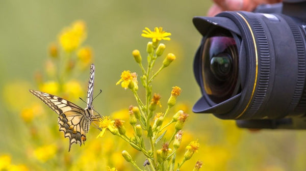 How To Use A Camera Stabilizer For Macro Photos And Videos